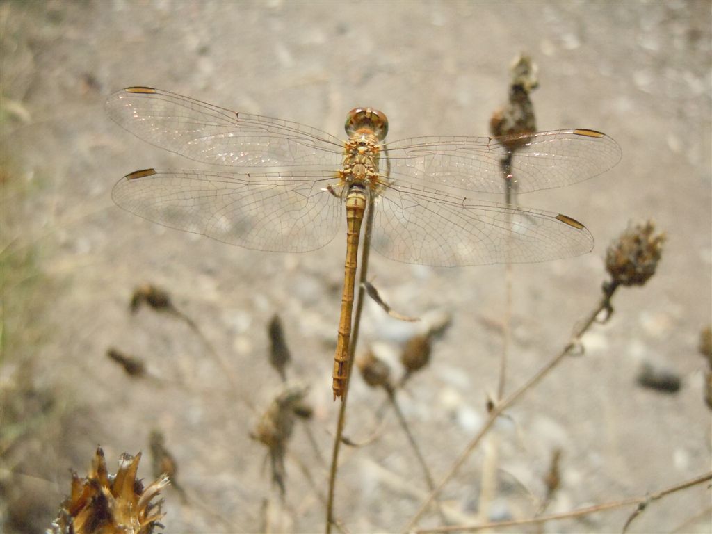 Sympetrum?